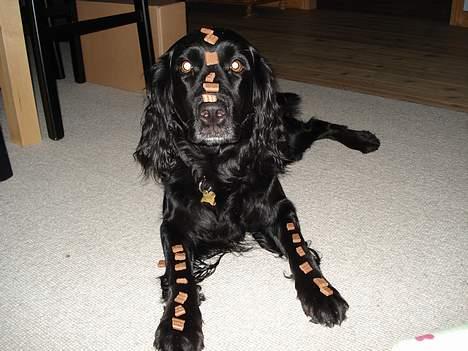 Blanding af racer Titti - Bevis på næsetricket.. Plus lidt mere.. Haha Foto: Mig billede 8