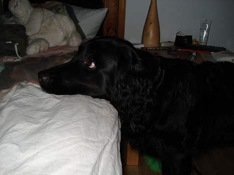 Blanding af racer Titti - >> Må jeg ikk nok komme op i sengen nu ?? << Hehe.. Hun spørger altid inden hun hopper. :D Foto: Mig billede 9