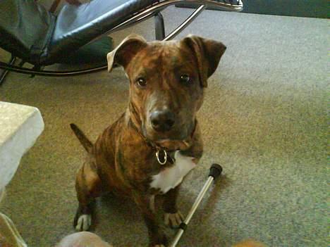 Amerikansk staffordshire terrier Enzo aKa Bullet billede 6