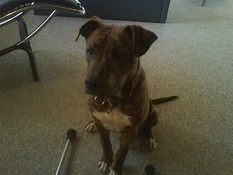 Amerikansk staffordshire terrier Enzo aKa Bullet billede 7