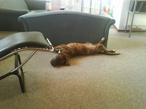 Amerikansk staffordshire terrier Enzo aKa Bullet billede 8