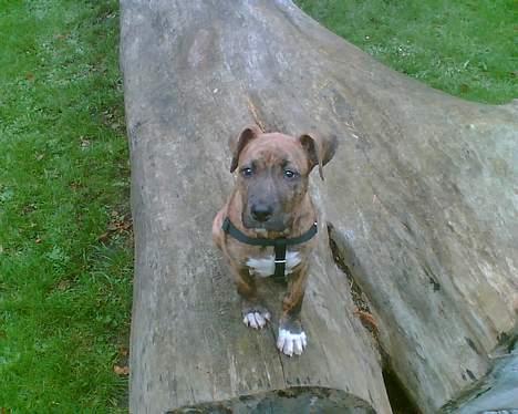 Amerikansk staffordshire terrier Enzo aKa Bullet billede 9