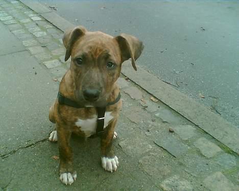 Amerikansk staffordshire terrier Enzo aKa Bullet billede 10