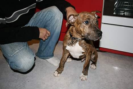 Amerikansk staffordshire terrier Enzo aKa Bullet billede 11