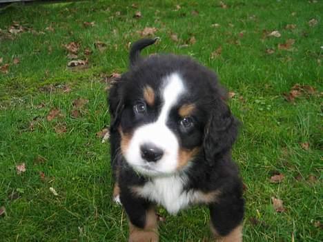 Berner sennenhund Figo - Lille baby billede 8