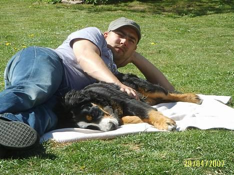 Berner sennenhund Figo - Figo og Far i solen billede 9