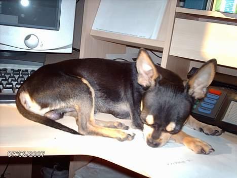 Chihuahua Charlie billede 2