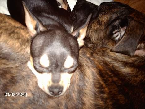 Chihuahua Charlie billede 3