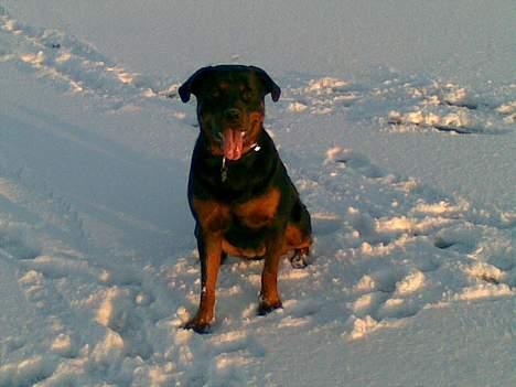 Rottweiler Viva billede 18