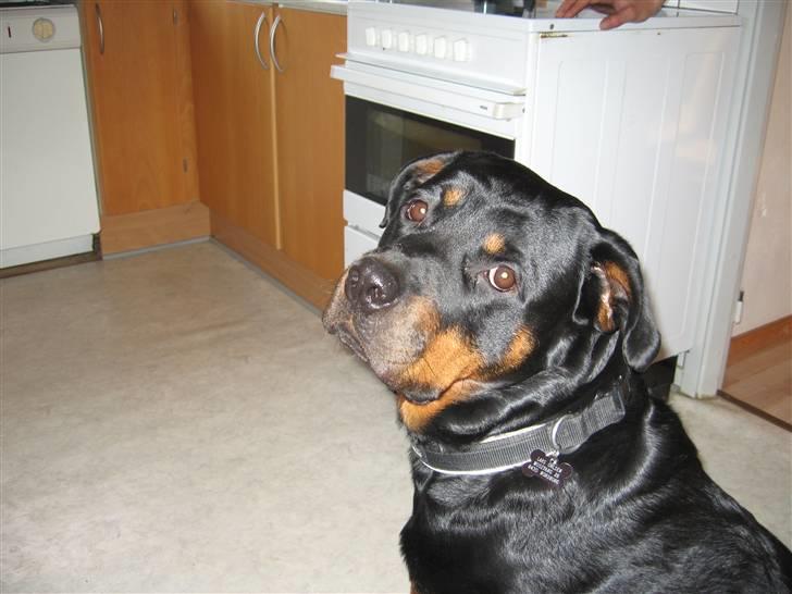 Rottweiler Viva billede 19