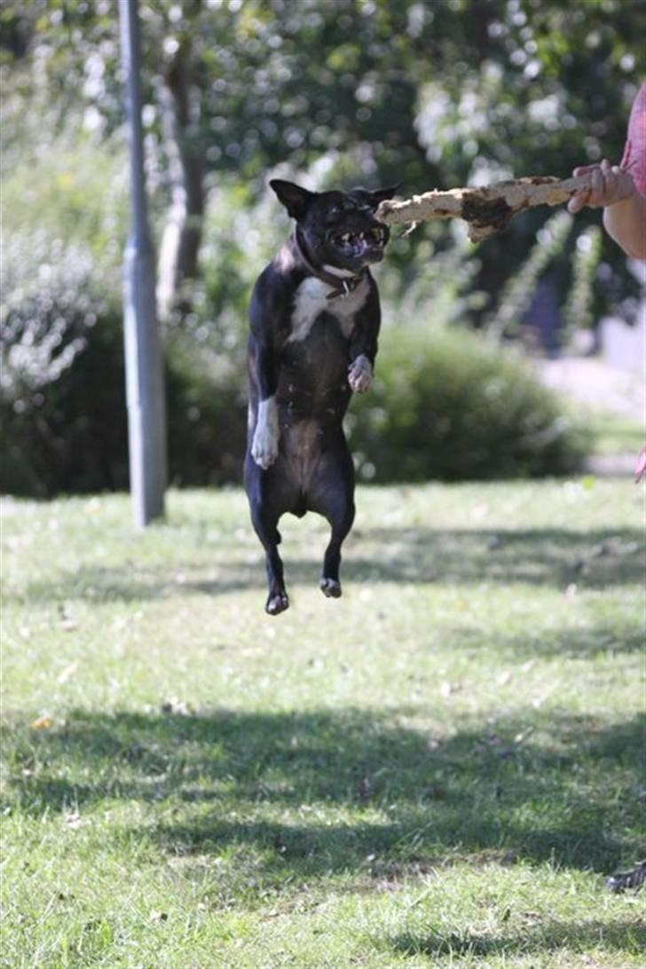 Staffordshire bull terrier Zizou - Zizou 6/9-10 billede 10