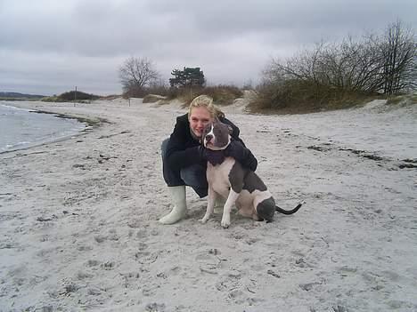 Amerikansk staffordshire terrier Great Vikings Niño - 7/2-07: Niño og hans "mor" på stranden i Nivå. billede 13