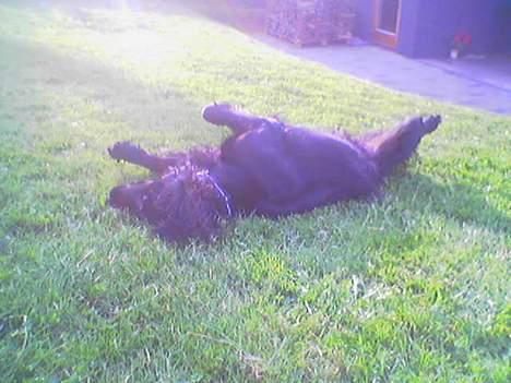 Blanding af racer Titti - Dejligt at rulle siig ..  Foto: Mig billede 10