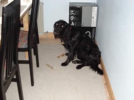 Blanding af racer Titti - Holder vagt over sine ben.. Men betyder ikk man ikk kan få dem.. Hehe Foto: Mig billede 11