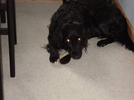 Blanding af racer Titti - >>Det er et godt ben, men holder stadig øje med dig !<< Foto: Mig billede 12