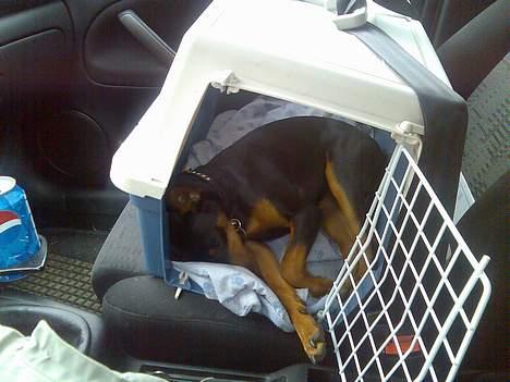 Dvaergpinscher Armani - Falder altid i søvn når jeg er med ude at køre ;) Her er det før jeg blev stor nok til at have sele på i stedet. billede 10