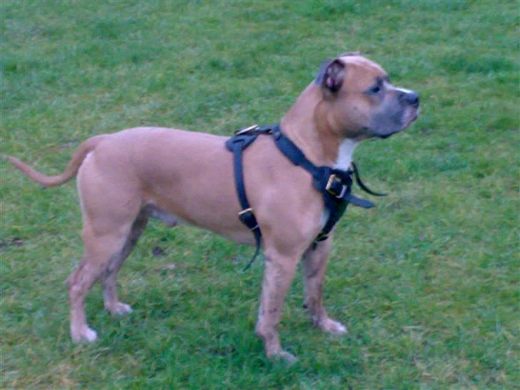 Amerikansk staffordshire terrier izo billede 5