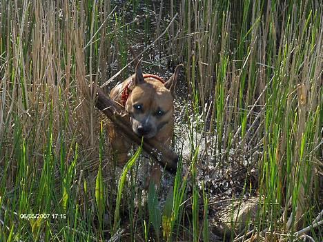 Amerikansk staffordshire terrier izo billede 6