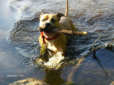 Amerikansk staffordshire terrier izo billede 7