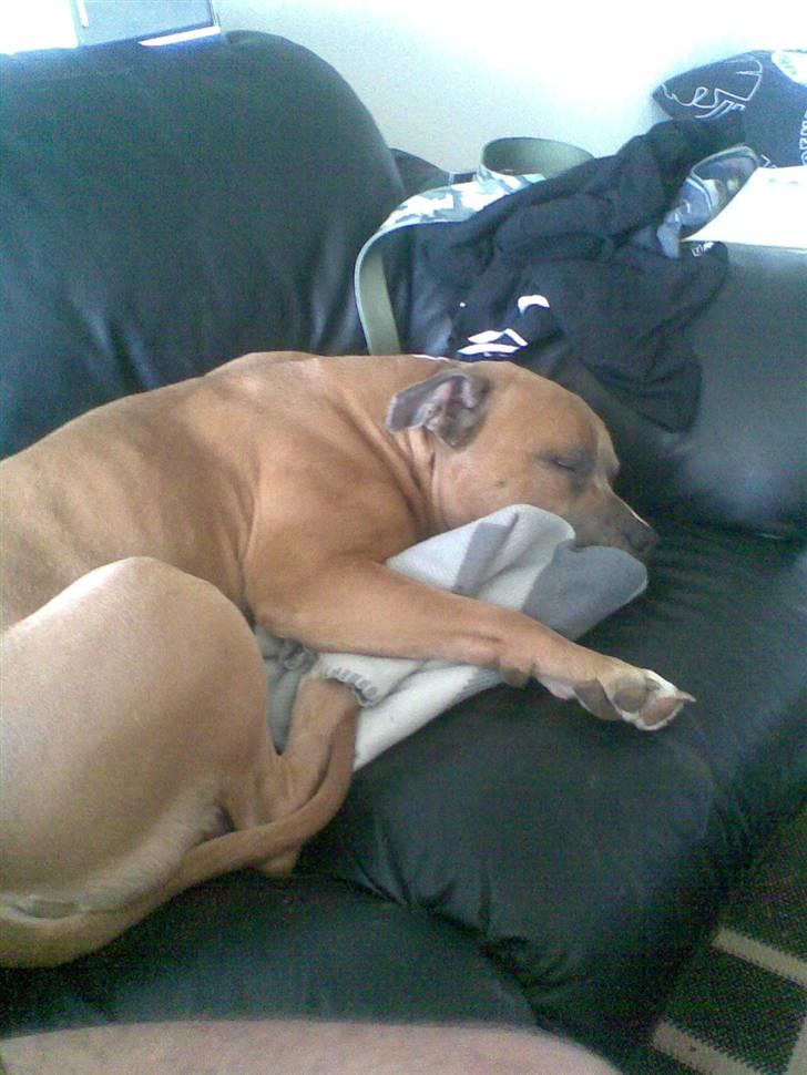 Amerikansk staffordshire terrier izo billede 9