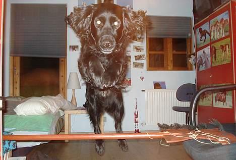 Blanding af racer Titti - Den "flyvende" hund.. Haha. Elsker det billede Foto: Mig billede 13