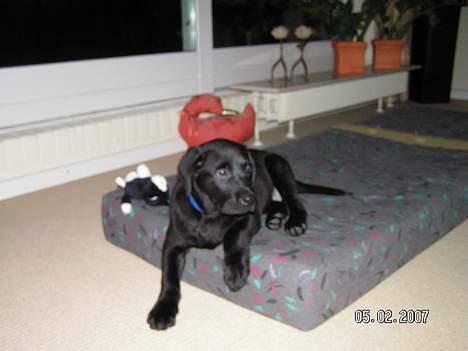 Labrador retriever Zaco <3 - Den dejlige dreng. <3 (10 uger gammel) billede 2