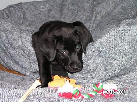 Labrador retriever Zaco <3 - "Uuh, der er langt ned til legetøjet når man er sådan en lille hvalp" ;) (10 uger gammel) billede 3
