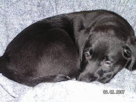 Labrador retriever Zaco <3 - "Godnat" <3 Nåårh.. Han er for dejlig. (10 uger gammel) billede 4