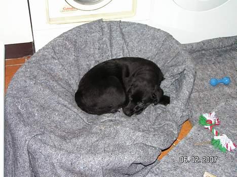 Labrador retriever Zaco <3 - Jaa, han fylder ikke meget i hans kurv. :P ENDNU. ;) Hihi (10 uger gammel) billede 5