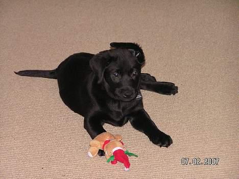 Labrador retriever Zaco <3 - Ja, det er jo ikke nemt at nå alle tingene på en gang når man leger. :P Her har han ikke lige fået sit øre vendt rigtigt. :P Hehe. <3 (10 uger gammel) billede 6