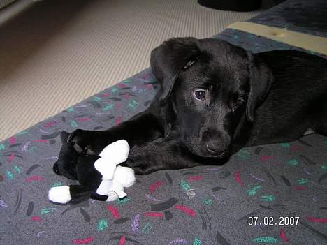 Labrador retriever Zaco <3 - Og hans elskede lille kat. :P (10 uger gammel) billede 7