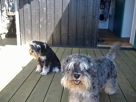 Dvaergschnauzer Thorkild - hvem siger hunde ikke kan smile :D billede 10