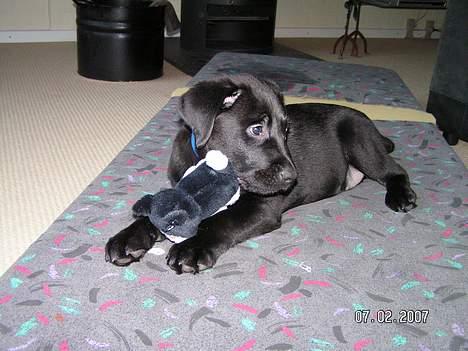 Labrador retriever Zaco <3 - Igen igen med katten. ;) (10 uger gammel) billede 8