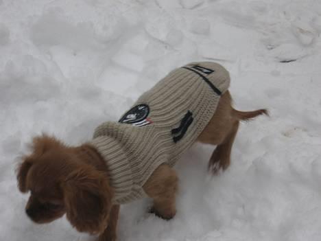 Cavalier king charles spaniel Nugga  - Nuggas første sne  billede 16