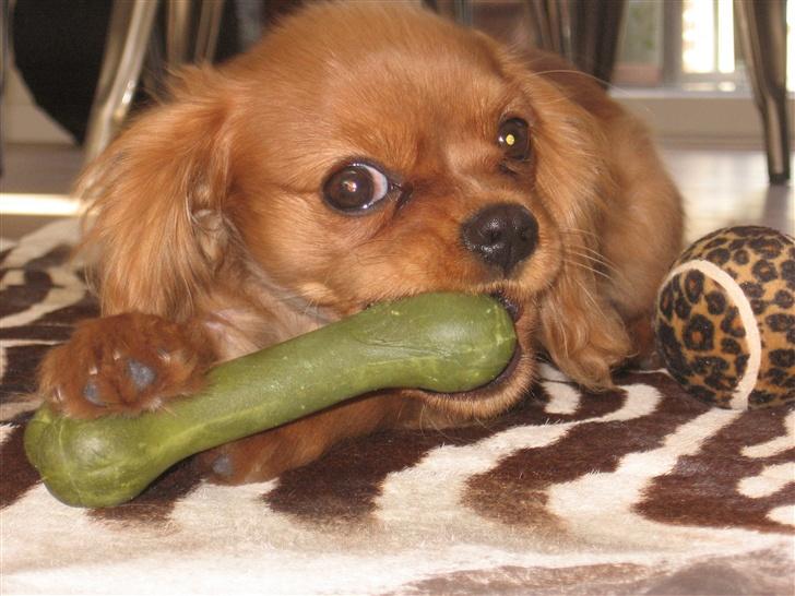 Cavalier king charles spaniel Nugga  - dejligt med et stort tygge-ben billede 17