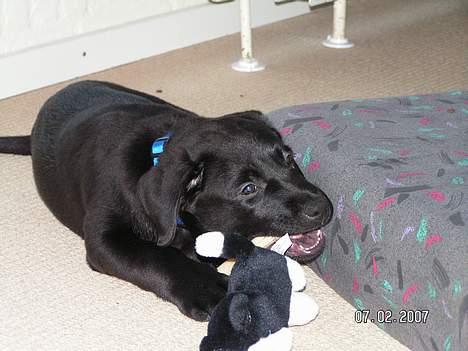 Labrador retriever Zaco <3 - "Mmm.. Lækkert med både tyggeben og min lille kat" <3  (10 uger gammel) billede 9