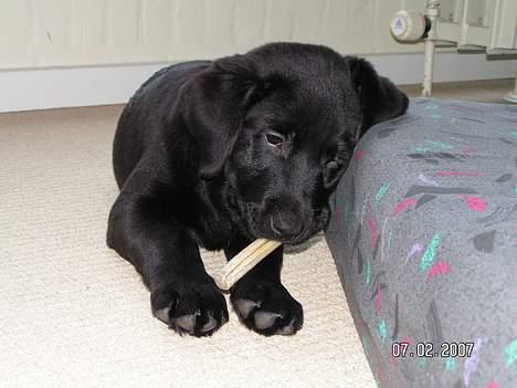 Labrador retriever Zaco <3 - "Puha, man bliver helt træt når man leger så meget. :P Men så er det godt man kan hvile hovedet, men imens man har tyggebenet i munden". <3 billede 10