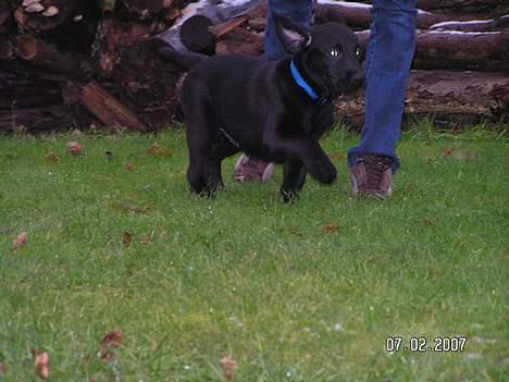 Labrador retriever Zaco <3 - Wee... For fuld firspring. :P (10 uger gammel) billede 12