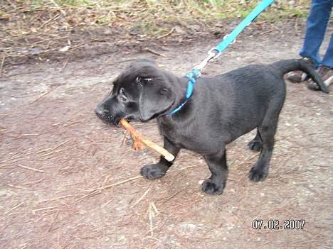 Labrador retriever Zaco <3 - "Dejligt med en lille pind i munden til gåturen" ;) (10 uger gammel) billede 13