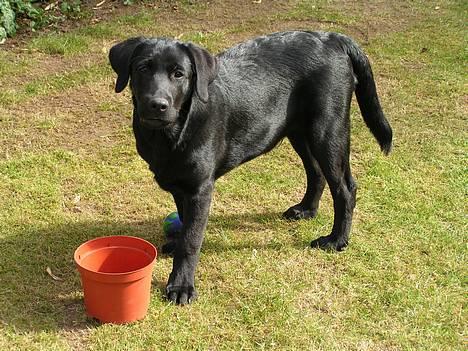 Labrador retriever Zaco <3 - Ude at lege i haven. ;) Han elsker at lege med de ting han selv finder. :P (ca. 4 måneder gammel) billede 15
