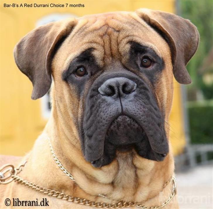 Bullmastiff Choice - 7 mdr. billede 1