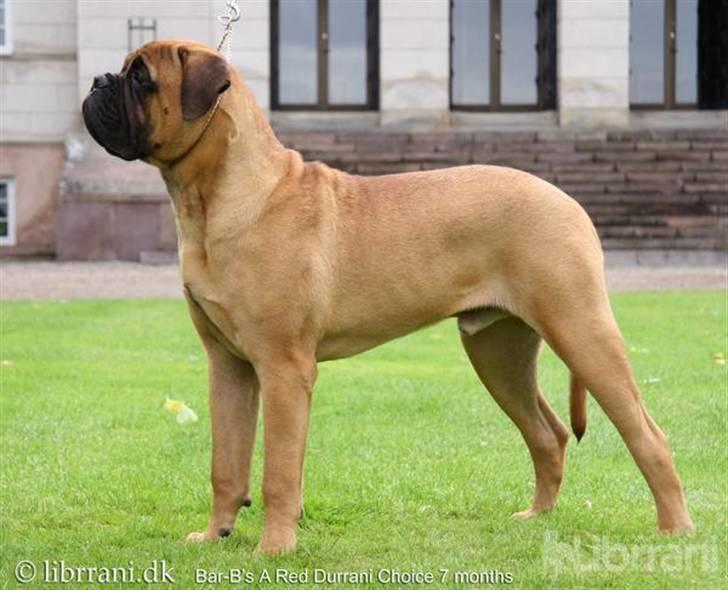 Bullmastiff Choice - 7 mdr. billede 2