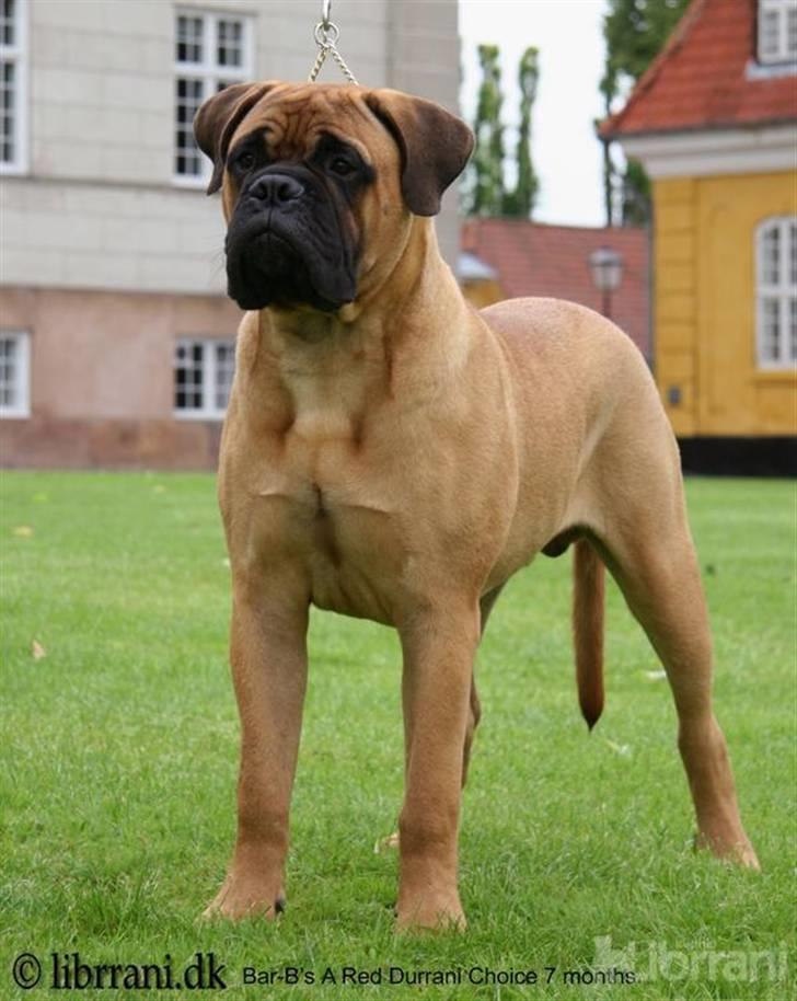 Bullmastiff Choice - 7 mdr. billede 3