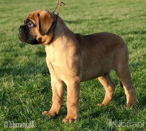 Bullmastiff Choice - 10 uger gammel billede 4