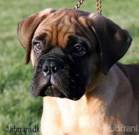 Bullmastiff Choice - 10 uger gammel billede 5