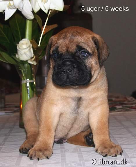 Bullmastiff Choice - 5 uger gammel billede 6