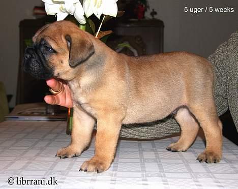 Bullmastiff Choice - 5 uger gammel billede 7