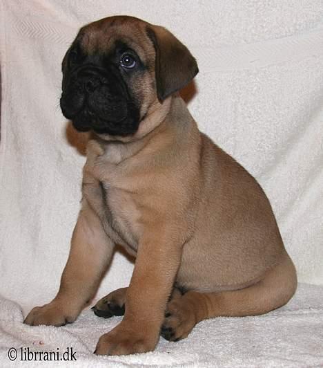 Bullmastiff Choice billede 9