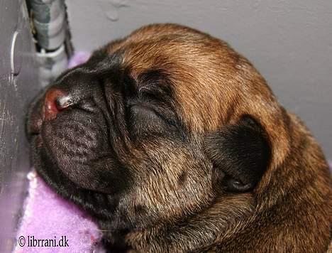 Bullmastiff Choice - 1 dag gammel billede 10