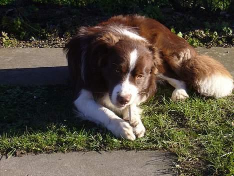 Border collie Cosmo billede 14